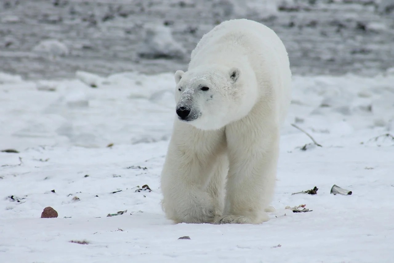 Are There Any Polar Bears in Iceland? Go Look Explore