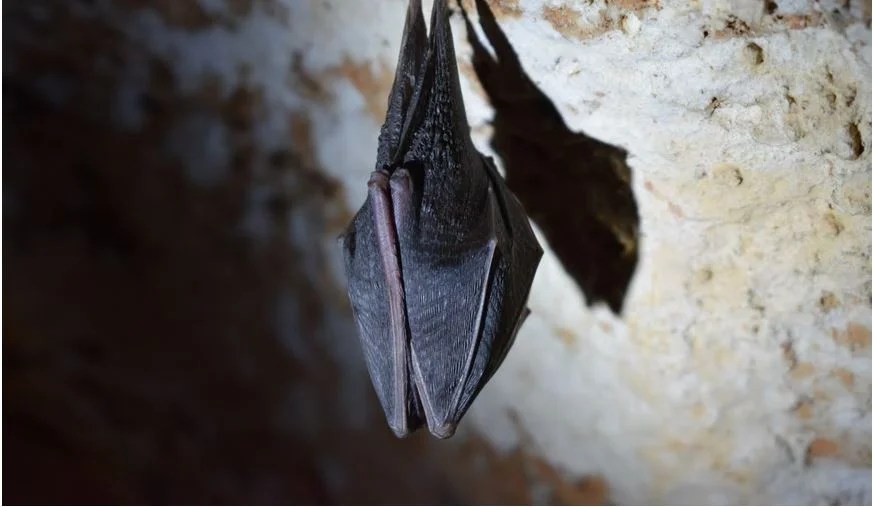 What are Dangerous Animals in South Dakota? Go Look Explore