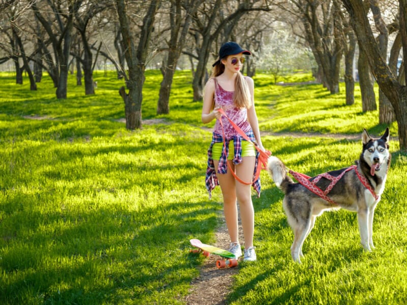 How To Stop A Husky From Howling When Left Alone? (Reasons + Solution)