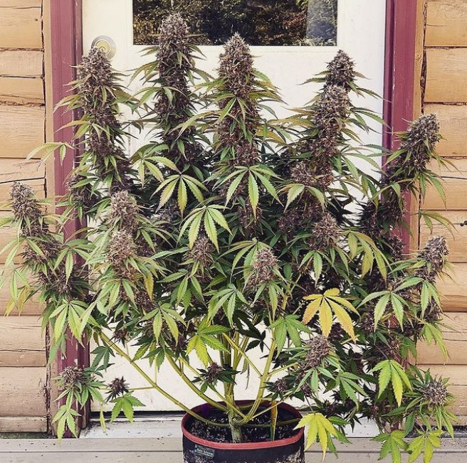 Double Black Strap Go Mendel