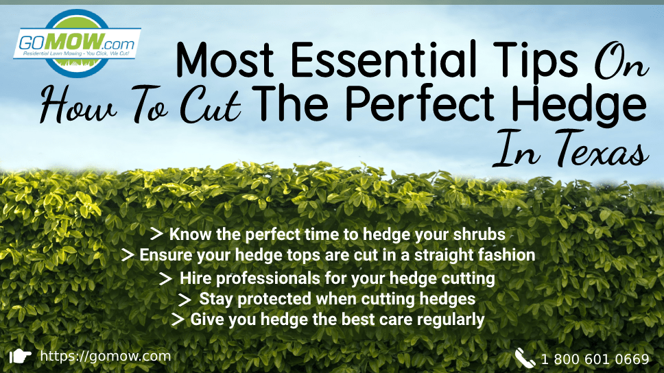 Most Essential Tips on How to Cut the Perfect Hedge in Texas GoMow