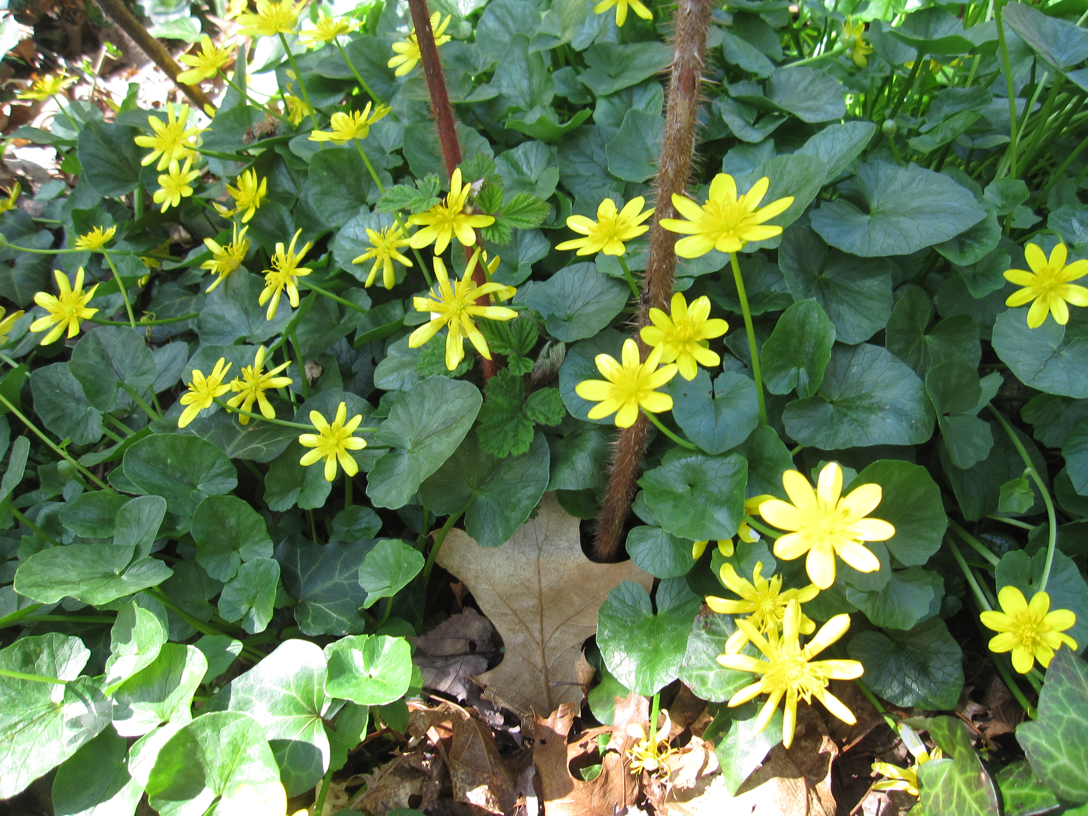 Invasive Plants Archives Go Native Long Island