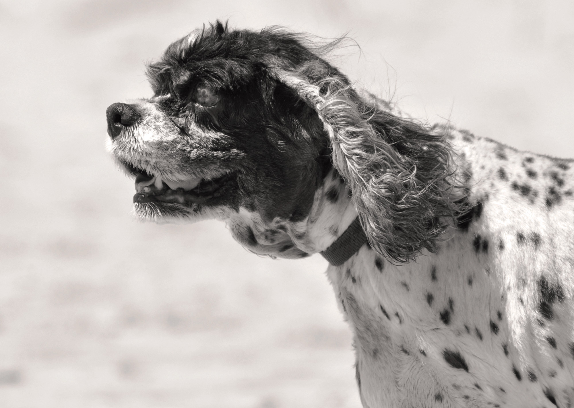 What Happens Dog Die