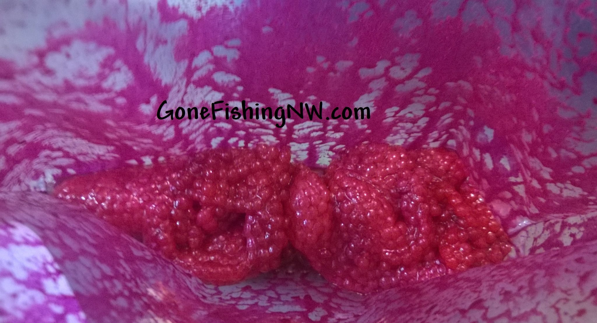 Curing Salmon Roe Gone Fishing Northwest