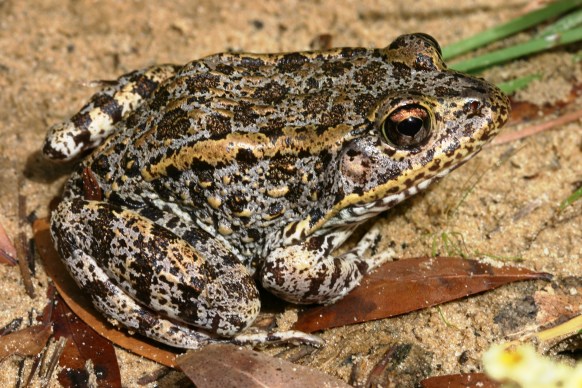 Deadly Tennessee Frogs Myth Or Reality - 2u5lng0