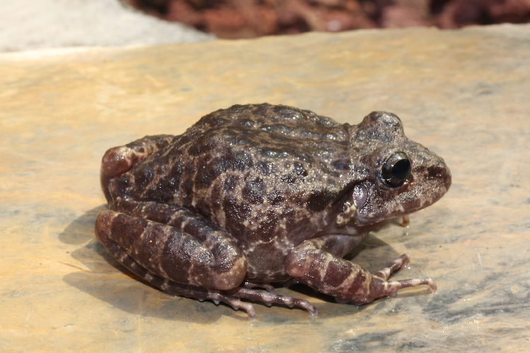 Frogs and Toads of Arizona