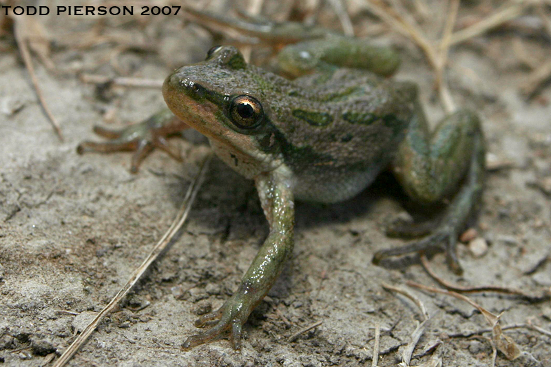 Boreal Chorus Frog (Pseudacris maculata)