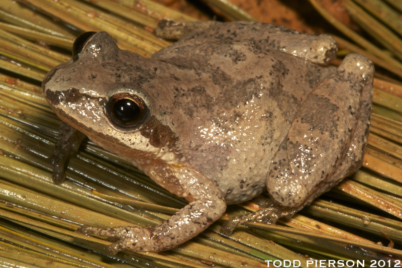 Mountain Chorus Frog (Pseudacris brachyphona)