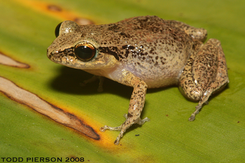 Johnstone’s Whistling Frog (Eleutherodactylus johnstonei)