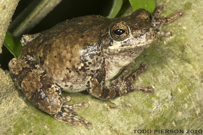 Frogs and Toads of
