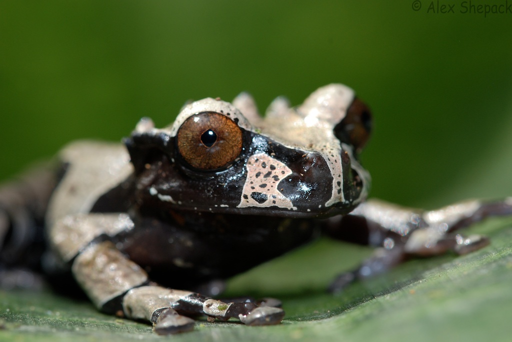 Coronated Tree Frog