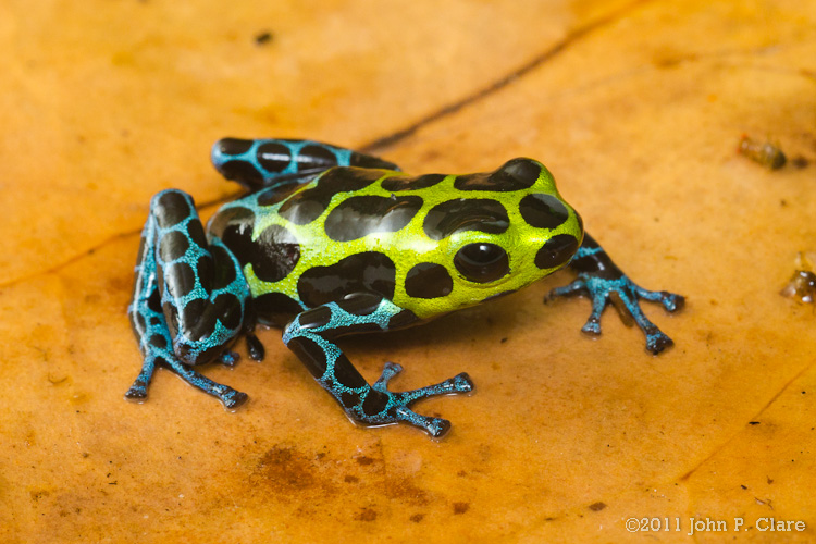 Variable Poison Dart Frog (Ranitomeya variabilis)