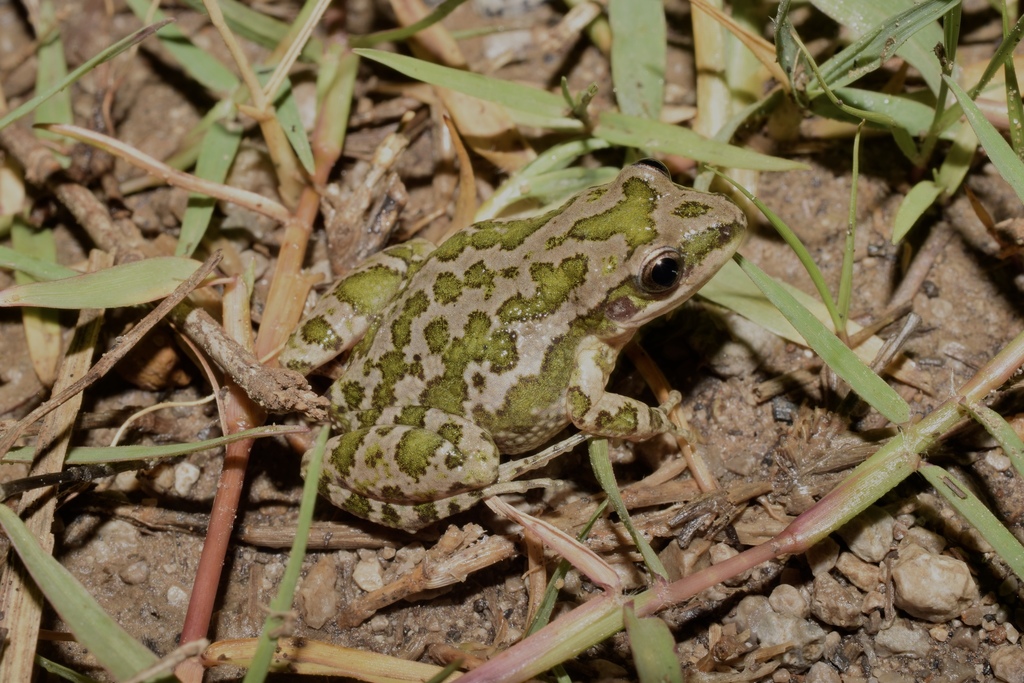 Spotted Chorus Frog (Pseudacris clarkii)