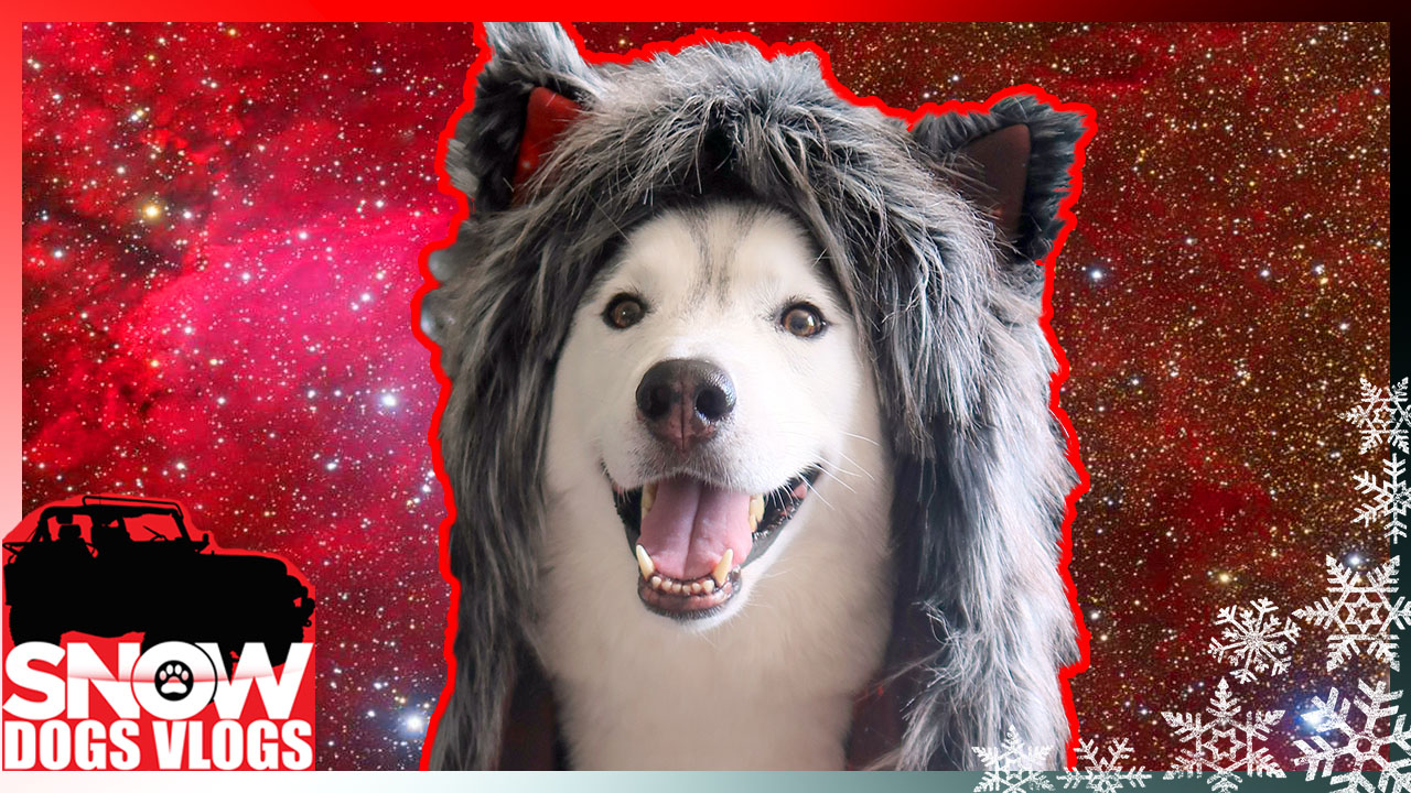 Uncategorized Gone to the Snow Dogs