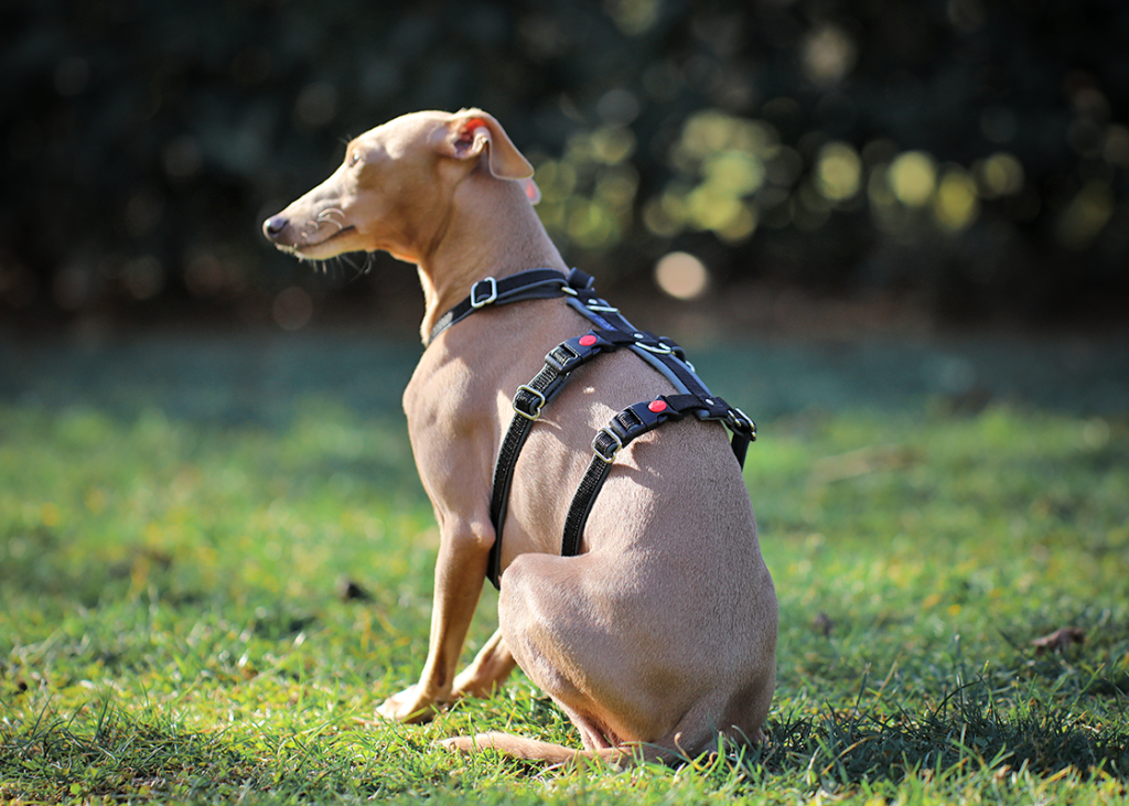 SPORT HARNESS ITALIAN GREYHOUNDS Gone With The Hound
