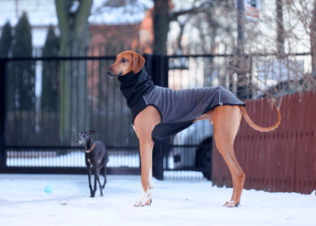 SHADOW JUMPER Gone With The Hound