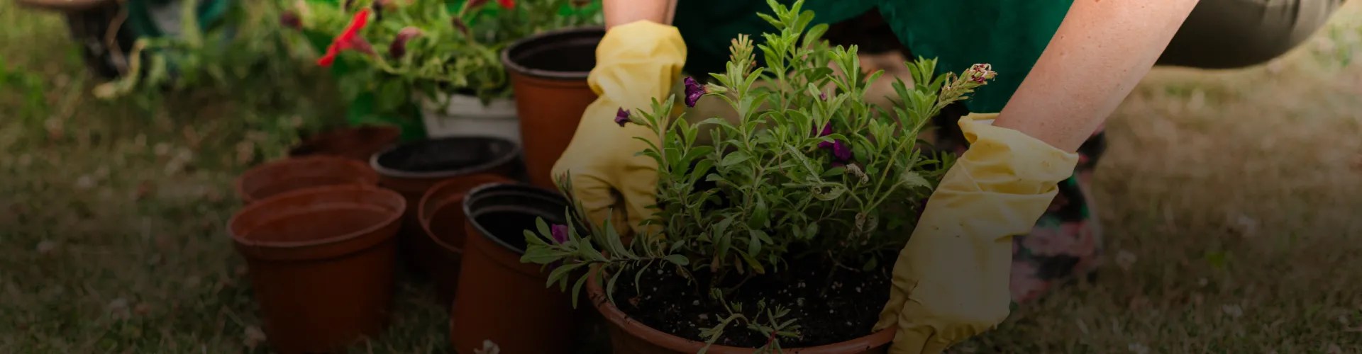 Landscaping Agoura Hills, FAQ's, Landscaping and Tree Service