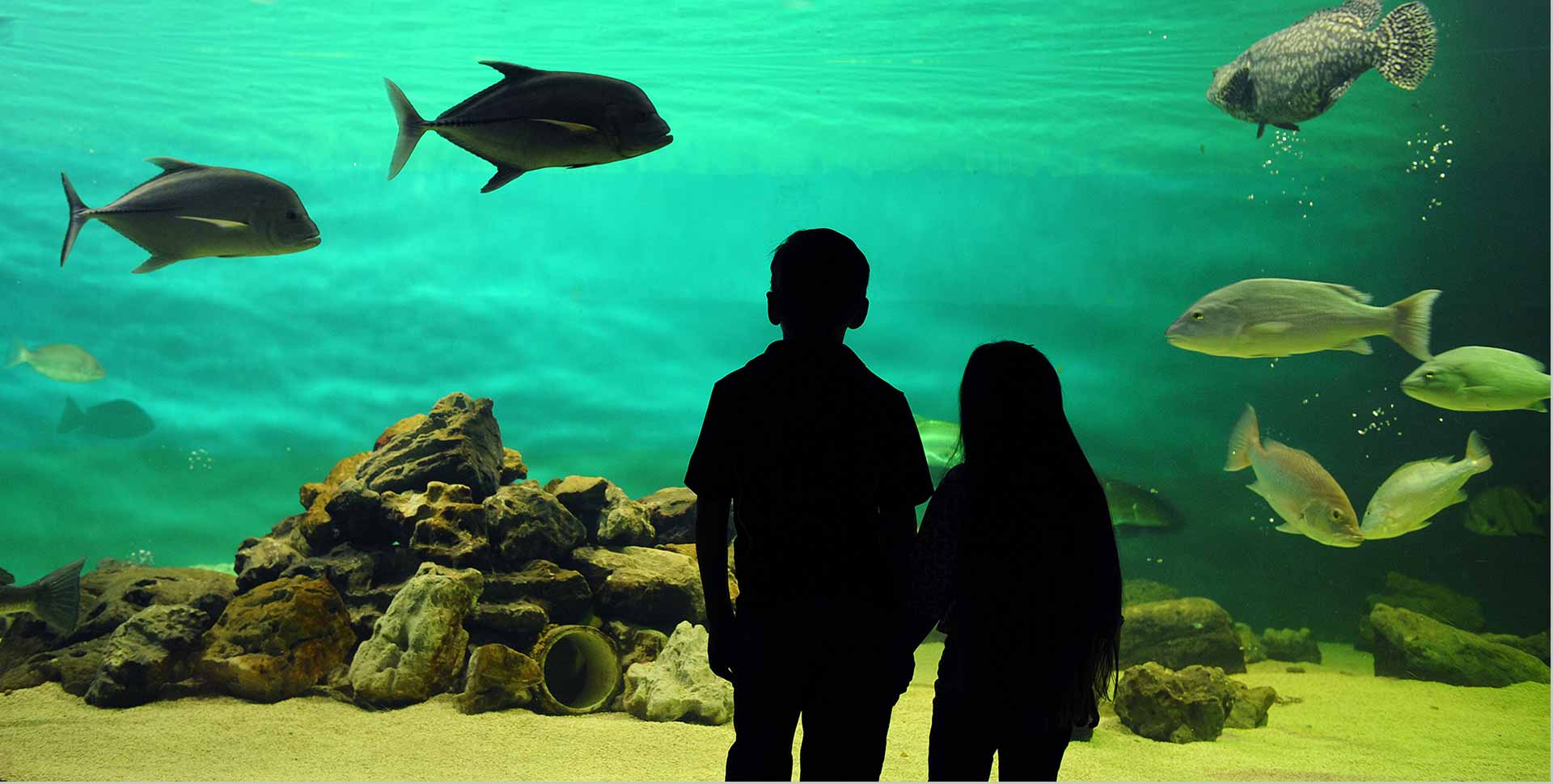 See saltwater aquariums showcasing the diversity of the texas coast and tour the largest redfish hatchery. Sea Center Texas TPWD