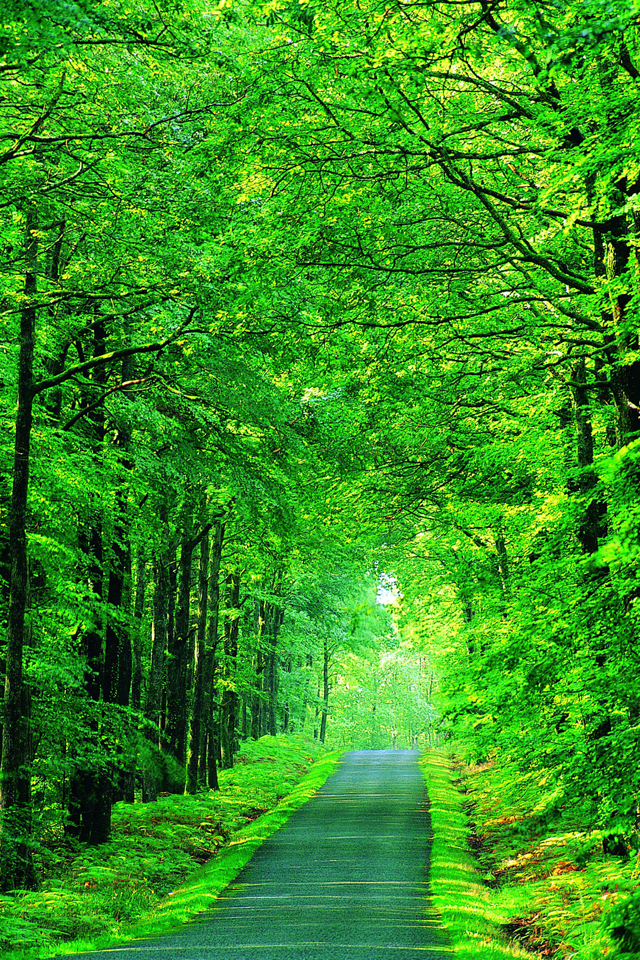 Green Tree Road Apple iPhone Wallpapers