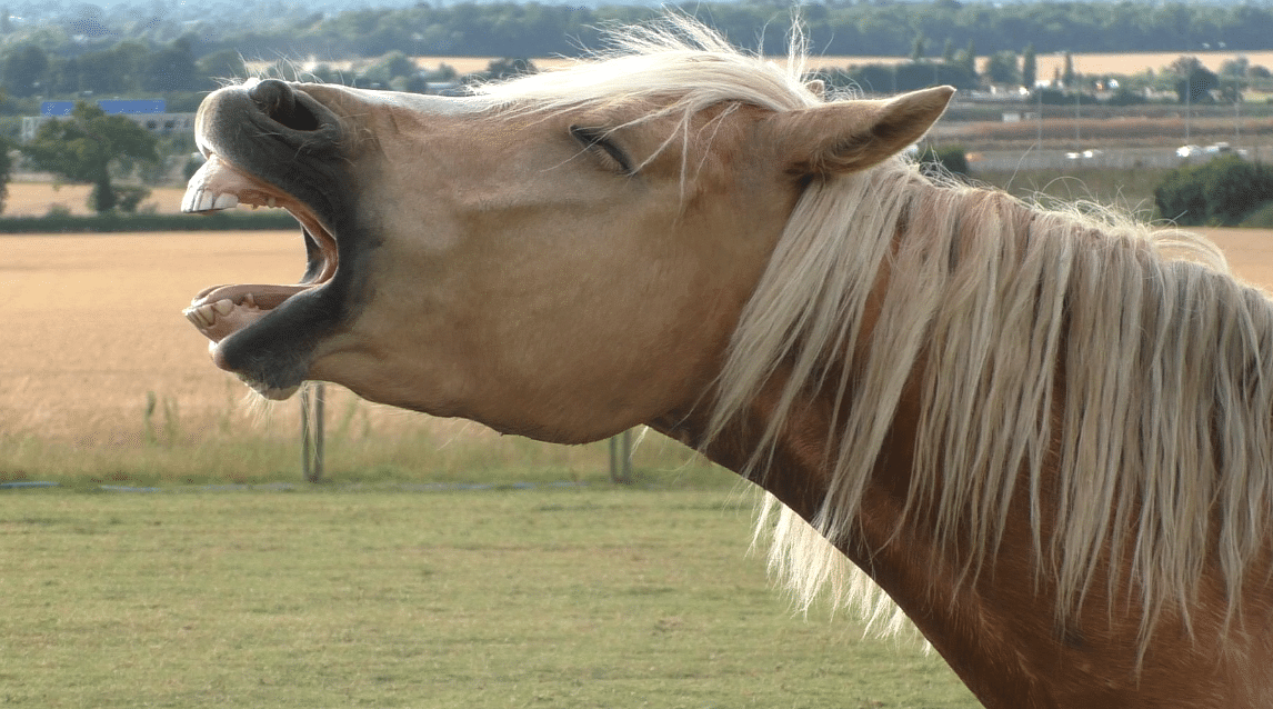Why do horses yawn? Good Horse