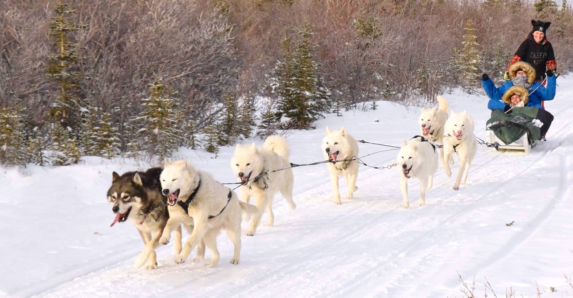 Dashing through the Snow Sled Dogs in the Canadian Arctic