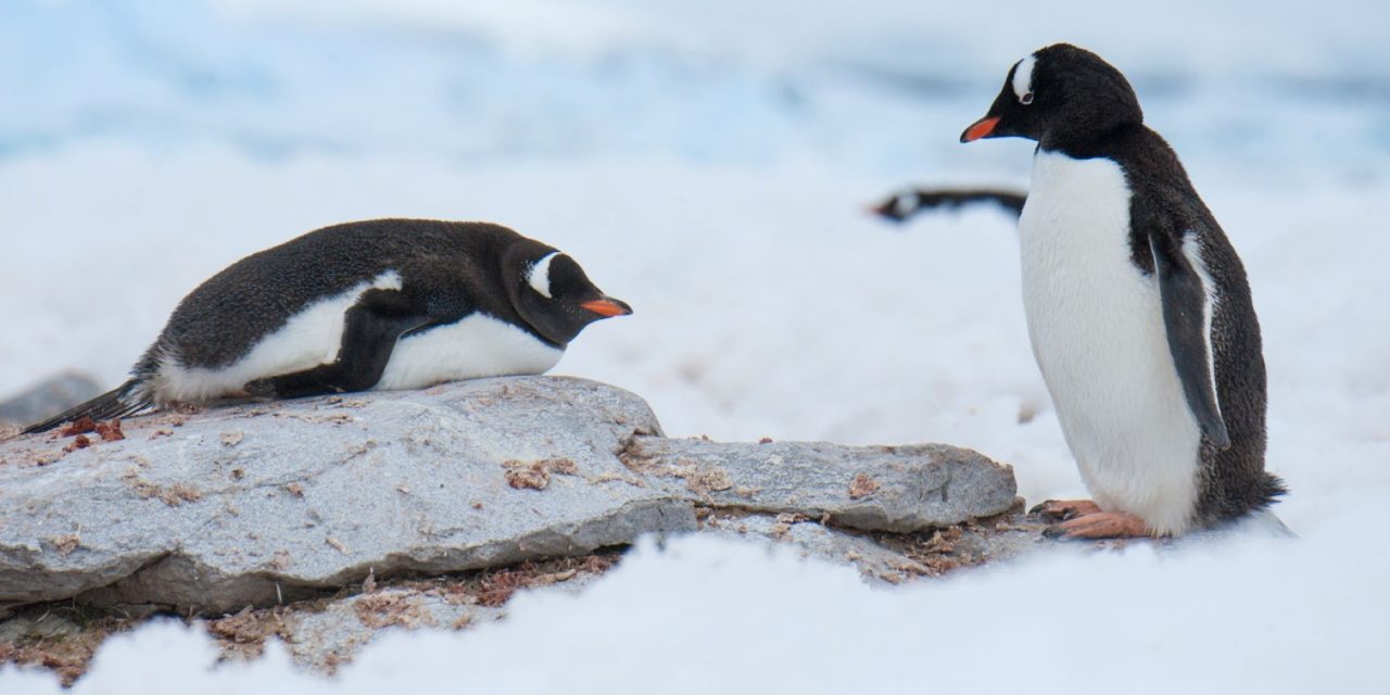 Where in the World You Can See Penguins