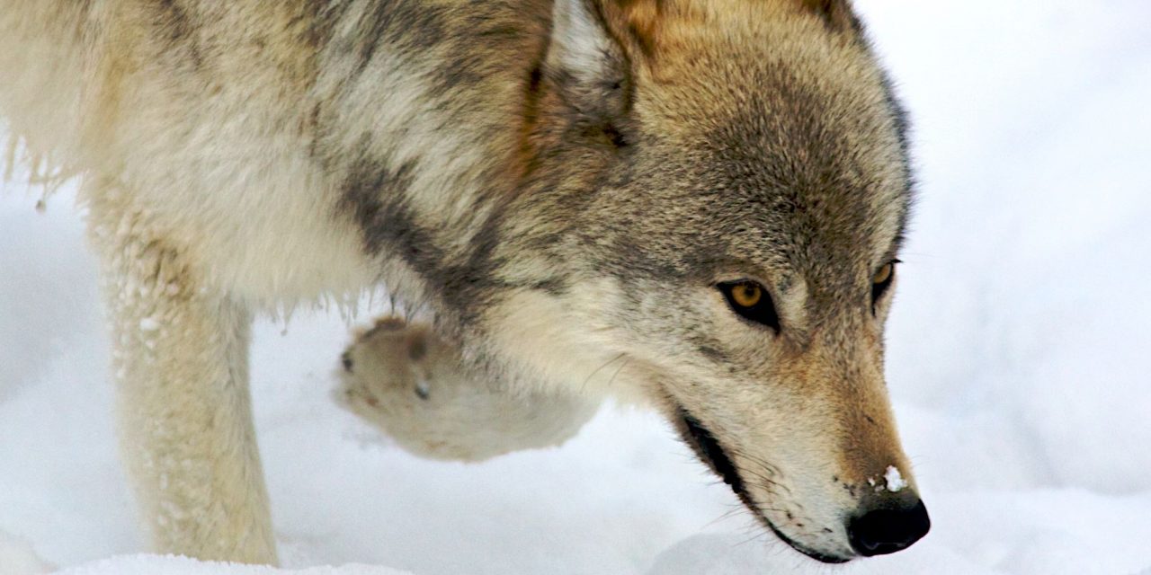 Where to See Wolves in Yellowstone National Park