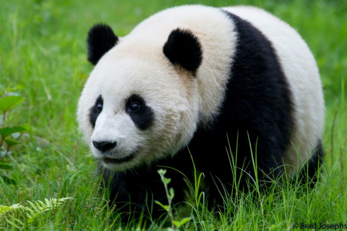 Download Giant Panda Bamboo Leaves Wallpaper | Wallpapers.com Panda master download apk for android latest version