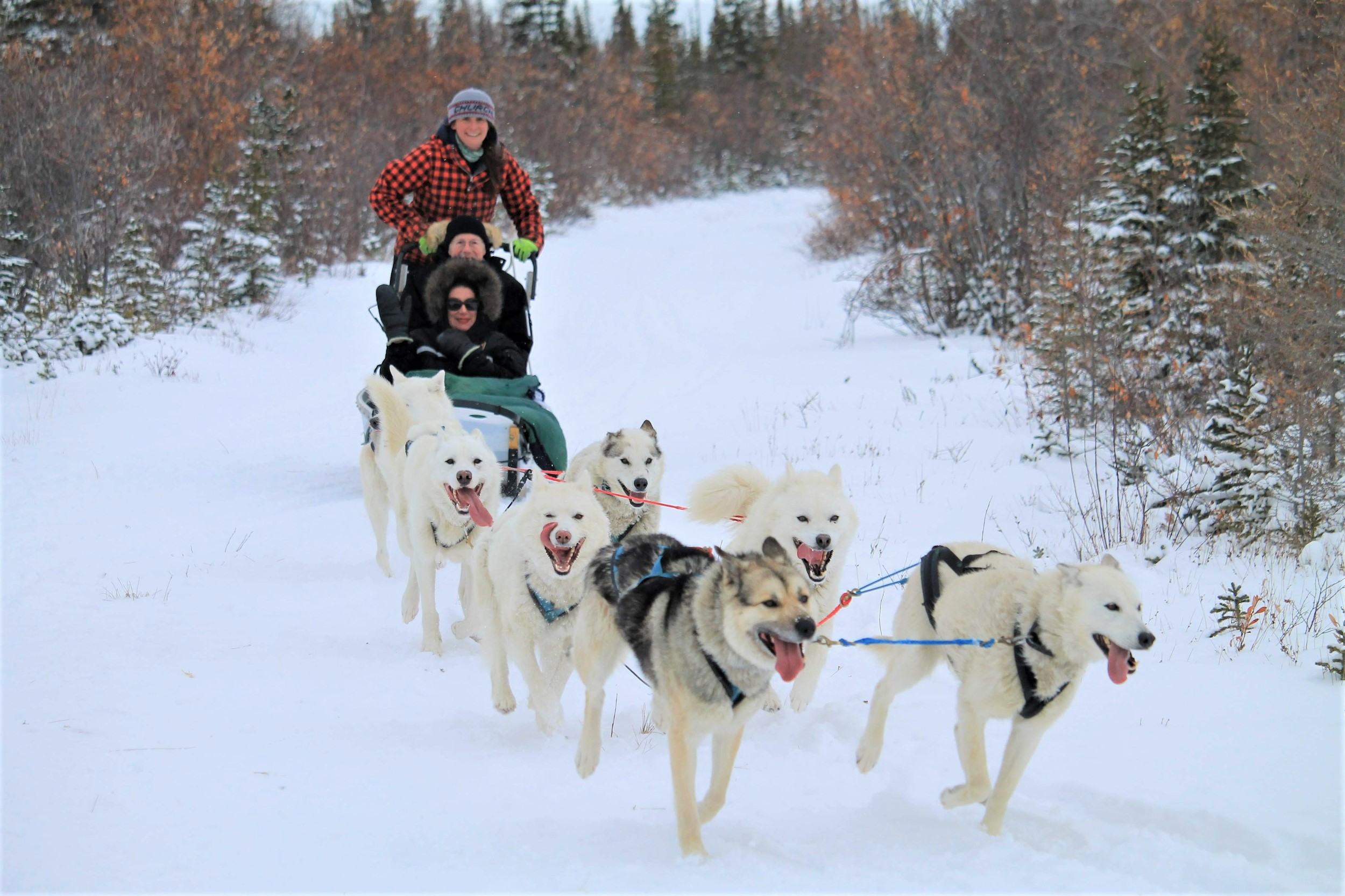 Ethical & Sustainable Dog Sledding in the Arctic Canada