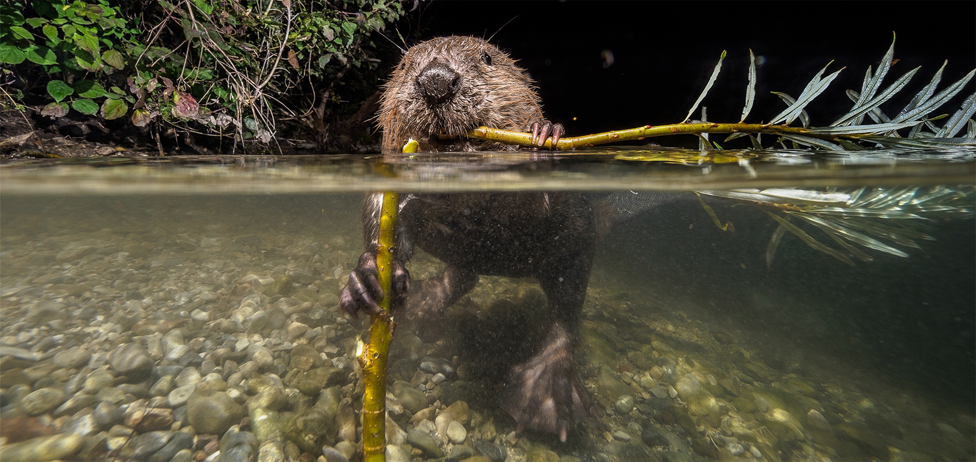 Beavers How Nature’s Engineers Are Making a Comeback