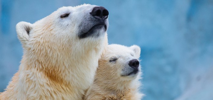 Polar Bears Discover Their Means Dwelling