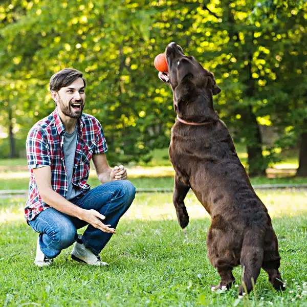 Rio Rancho Dog Training Good Buddy Dog Training (505) 2217314