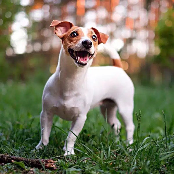 Rio Rancho Dog Training Good Buddy Dog Training (505) 2217314