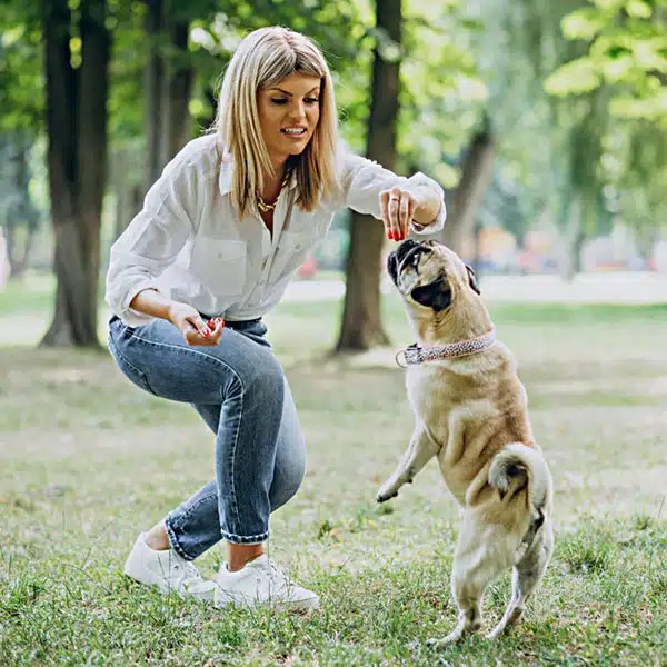 Rio Rancho Dog Training Good Buddy Dog Training (505) 2217314