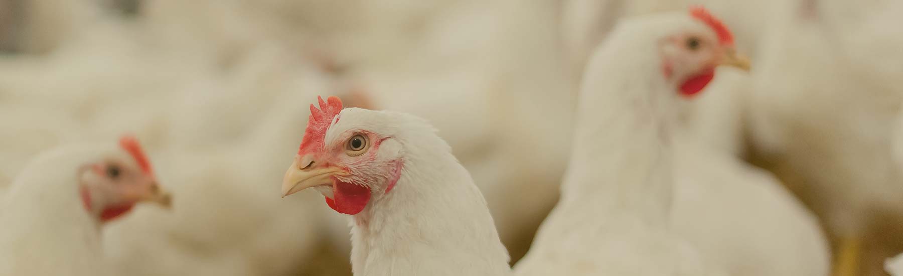 Poultry & Egg Goodbugs