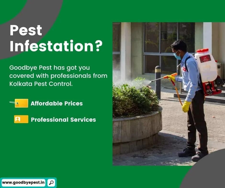 Reasons for Pest Infestation Importance of Pest Control