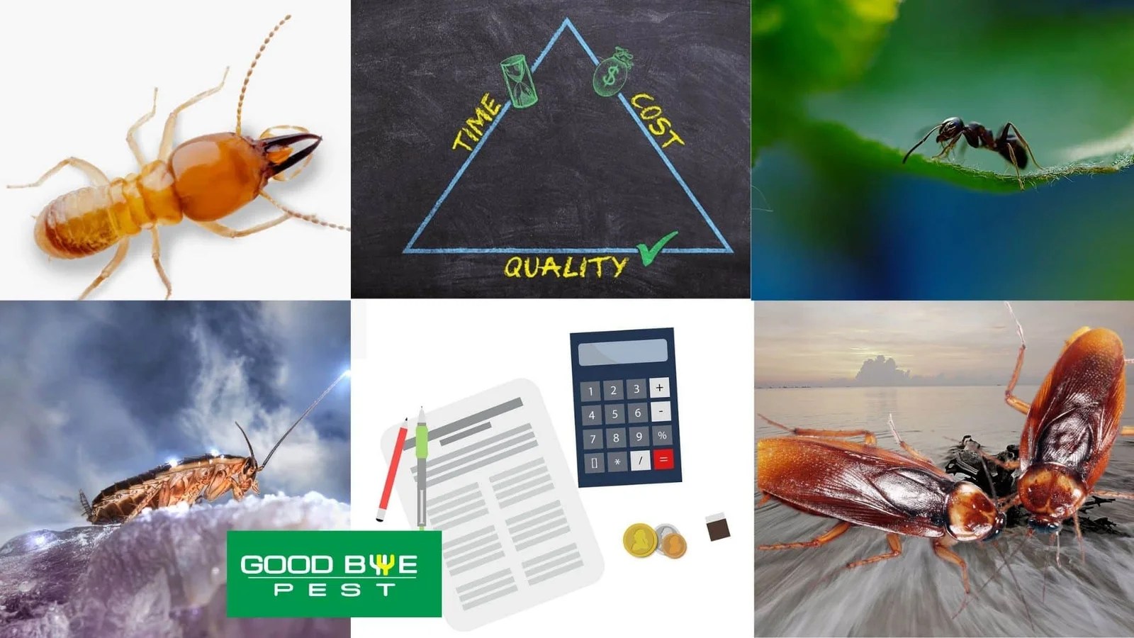 Factors of Pest Control which make Goodbye Pest different from others