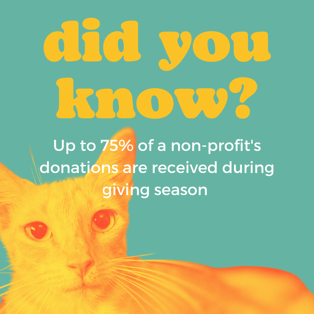 GIVING TUESDAY 2022 Good Cat Network