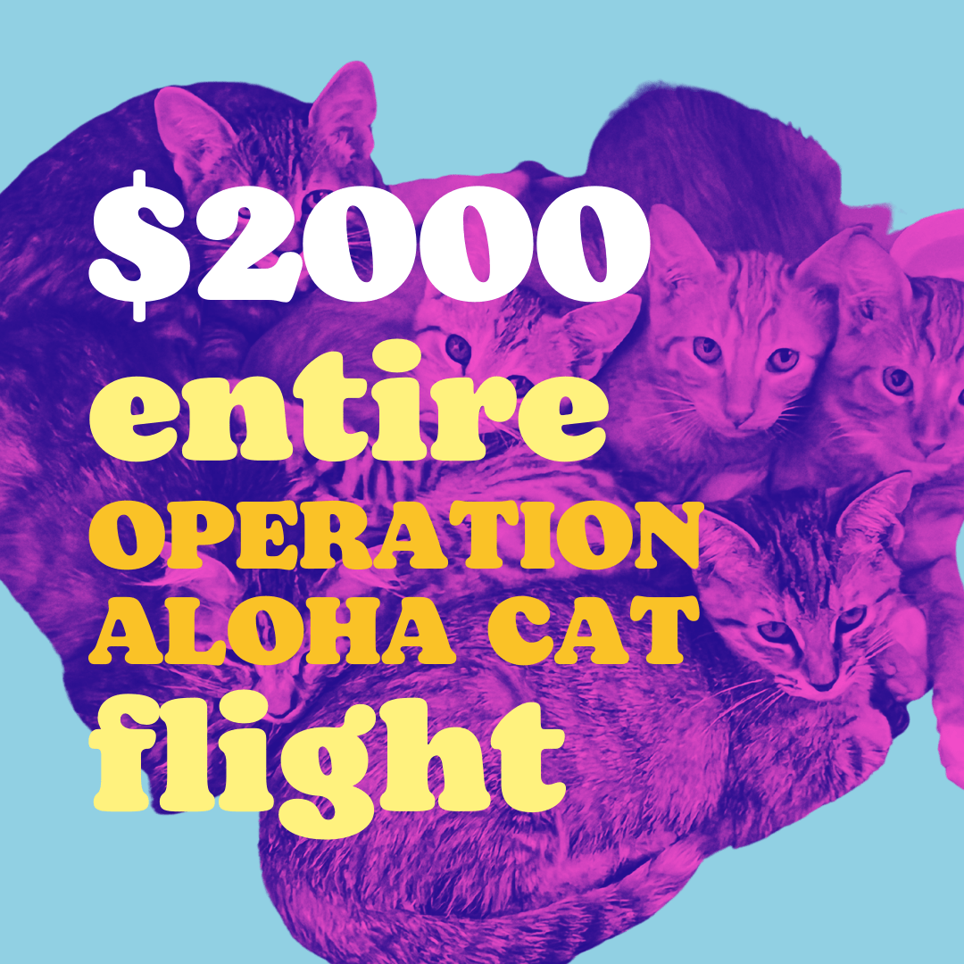 GIVING TUESDAY 2022 Good Cat Network