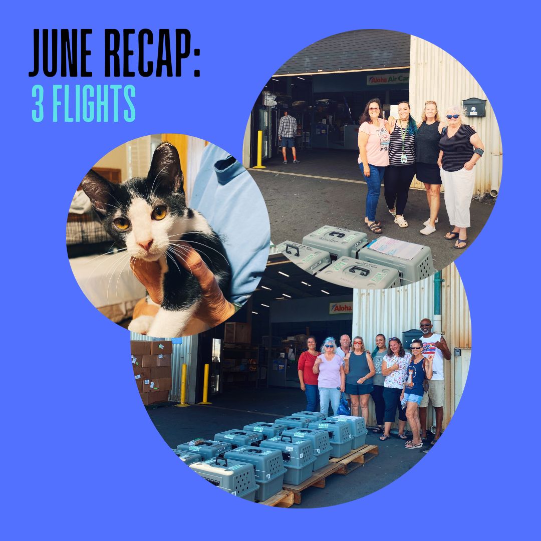 JUNE 2023 RECAP // NEW PARTNERS & COLLABORATORS! Good Cat Network