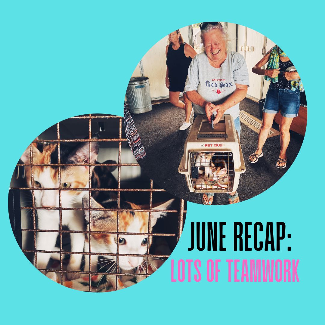 JUNE 2023 RECAP // NEW PARTNERS & COLLABORATORS! Good Cat Network