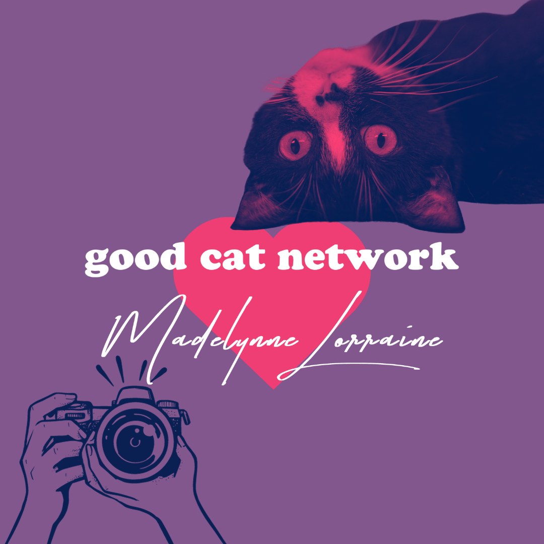 Pet Portraits with a Purpose Good Cat Network