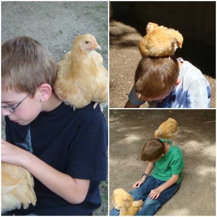 Chickens As Pets Good Dinner Mom