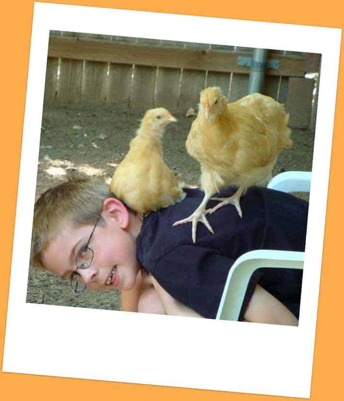 Chickens As Pets Good Dinner Mom