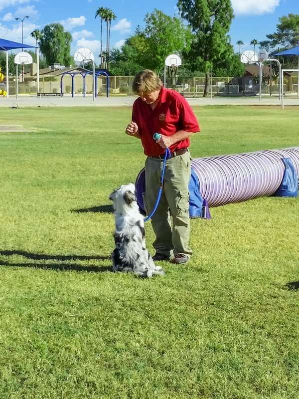 Trials & Events Good Dog Agility Club
