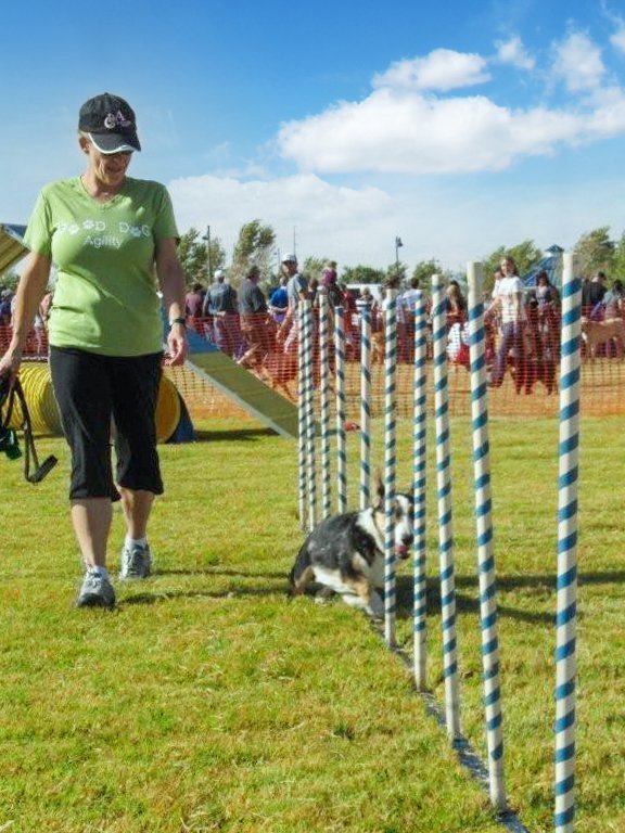 Classes Good Dog Agility Club