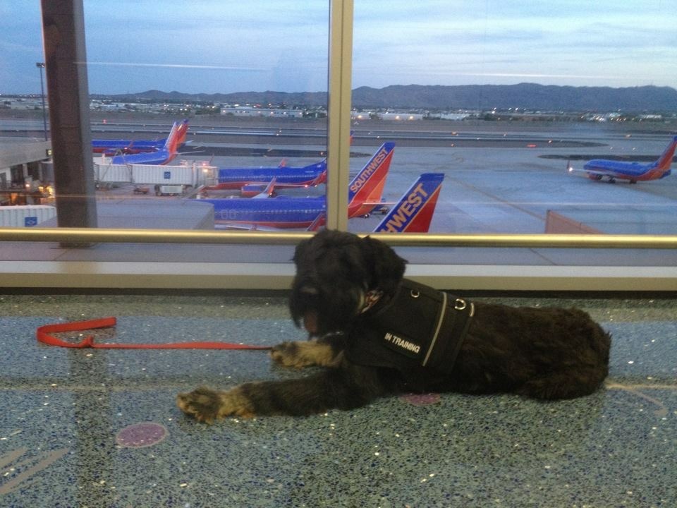 About Good Dog Agility Club