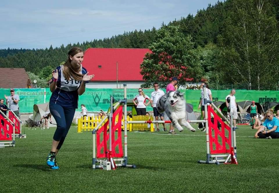 Classes Good Dog Agility Club