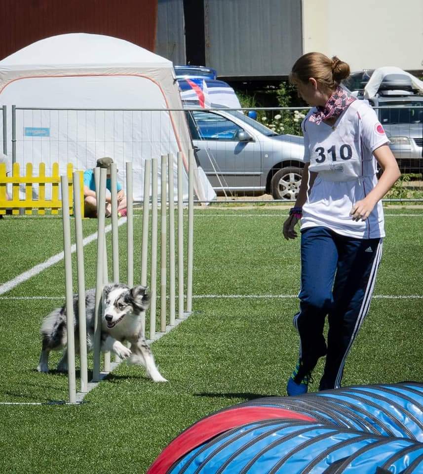 Class Registration Pole Weaving Good Dog Agility Club