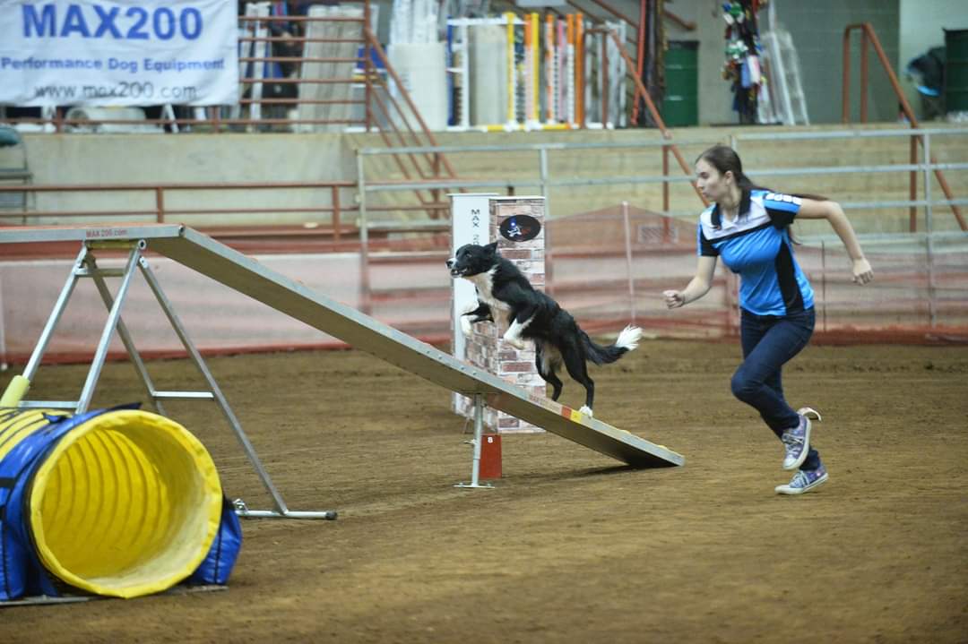 Classes Good Dog Agility Club